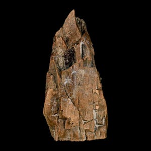 2,7 &quot;Tyrannosaurus Rex Dinosaurier Fossil Knochen Lance Creek FM Wyoming Echtheitszertifikat Kostenloser Versand