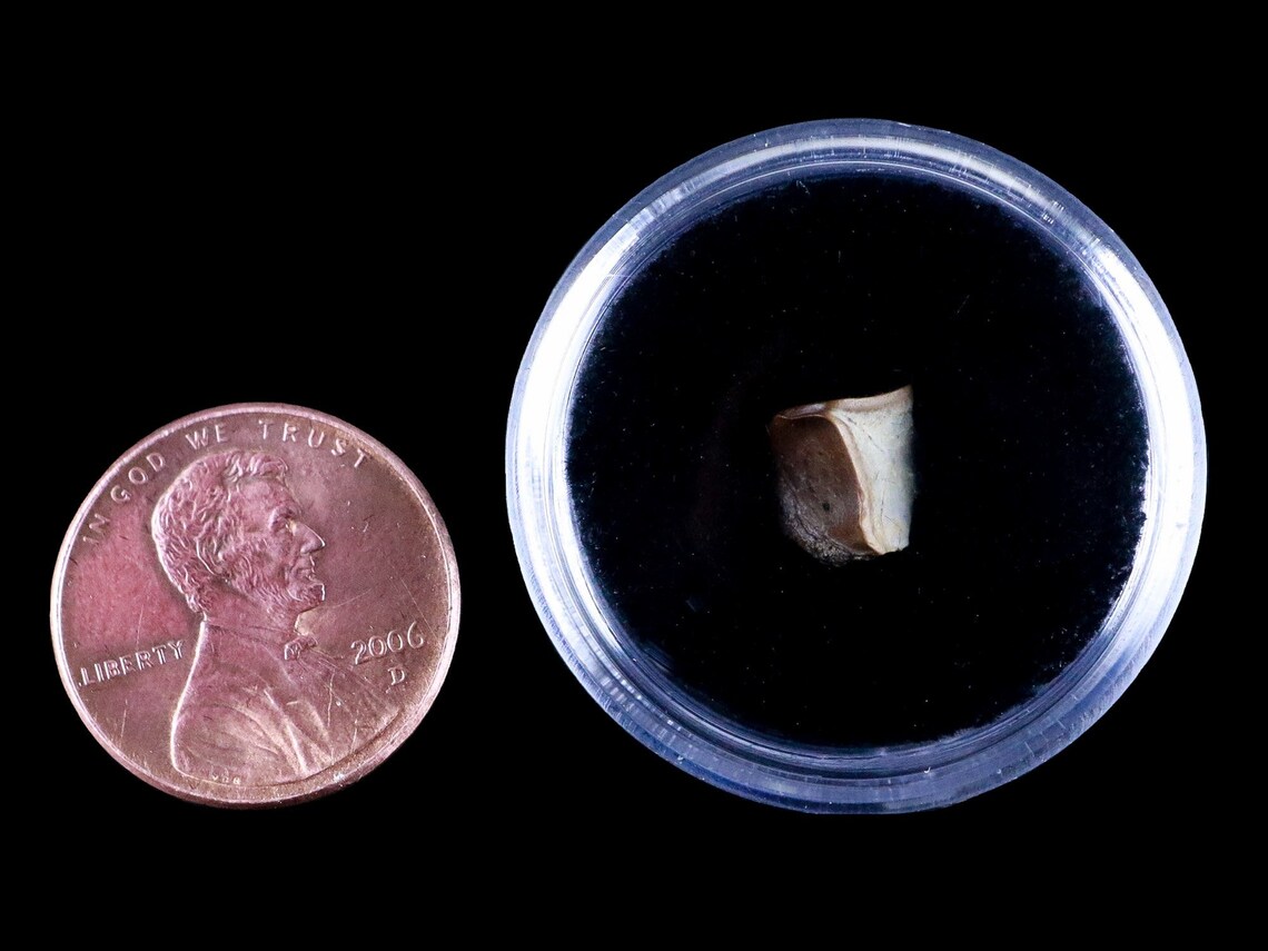 0.3 Corythosaurus Fossil Tooth Judith River Formation | Etsy