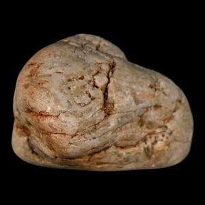2.1&quot; Sauropod Dinosaur Stomach Stone Gastrolith Rock Gizzard Stone Cloverly Formation Montana Certificate of Authenticity Free Shipping
