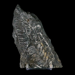 5&quot; Alethopteris Fern Plant Leaf Fossil Carboniferous Age Llewellyn Formation ST Clair, COA Free Stand and Shipping