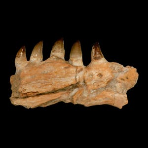 12,5" Mosasaurus Prognathodon Fossiele Kaak Sectie Tanden Oued Zem Marokko Krijt Dinosaurus Tijdperk COA Gratis Stand Gratis verzending
