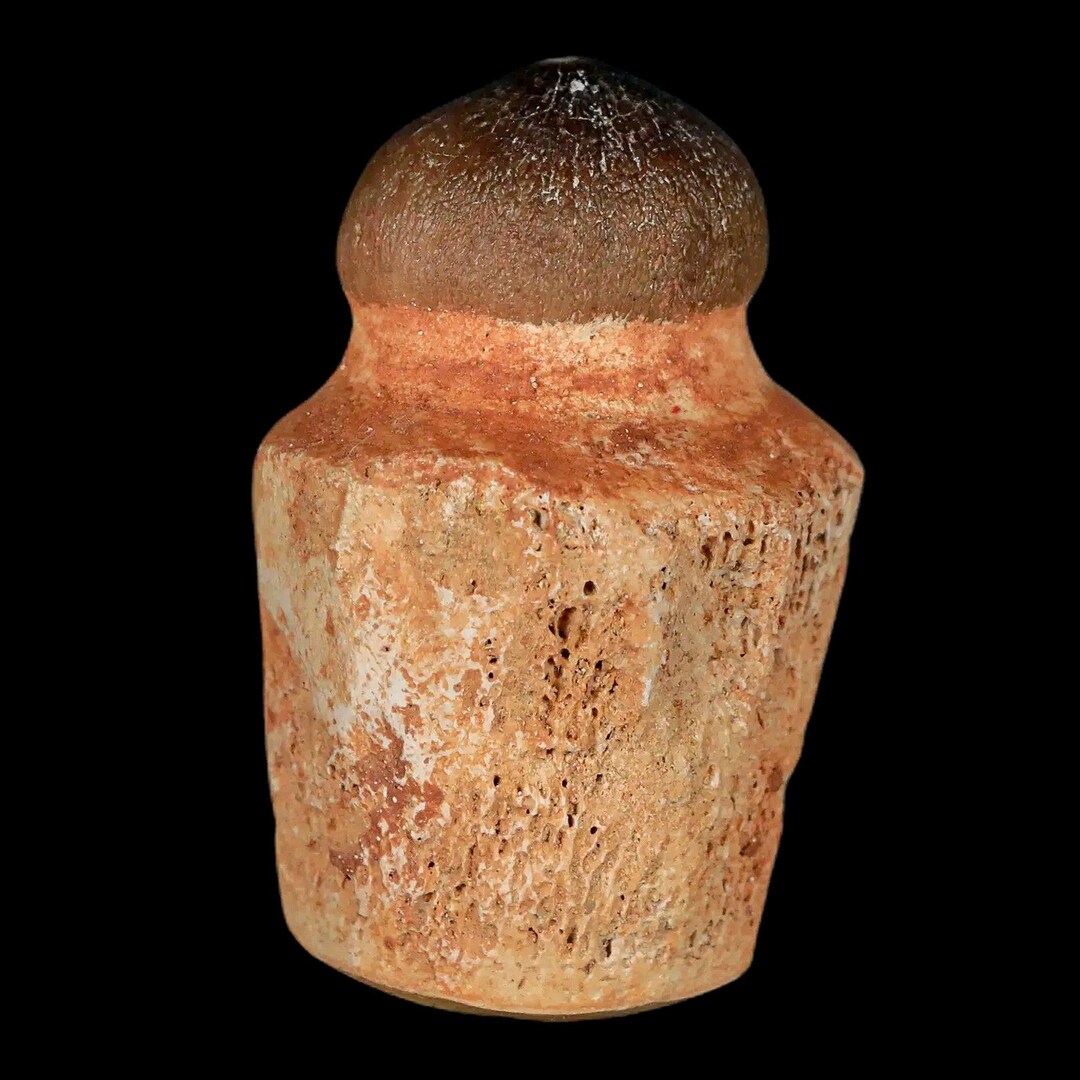 2.1 Globidens Mosasaur Fossil Tooth Rooted Cretaceous Dinosaur Era Oued ...