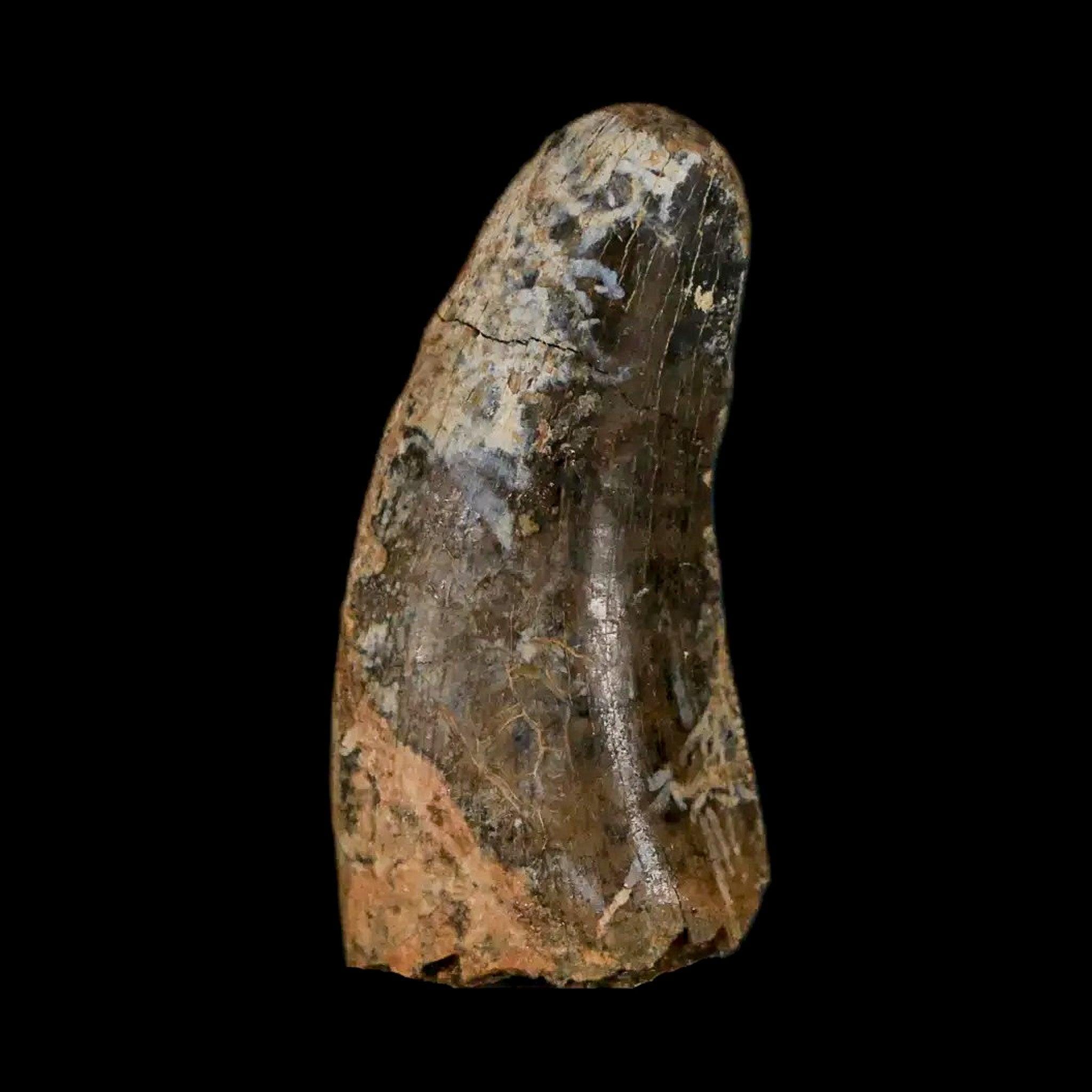 FossilAgeMinerals - Etsy 日本