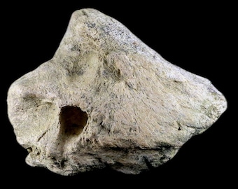 4.6&quot; Triceratops Dinosaur Fossil Inner Skull Bone Specimen Lance Creek Wyoming Late Cretaceous Certificate of Authenticity Free Shipping
