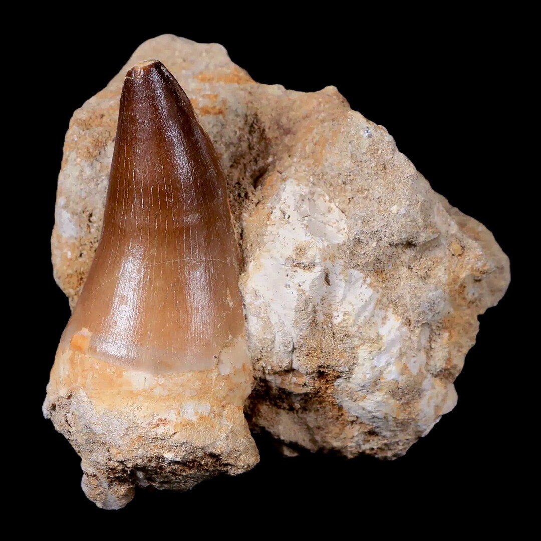 Prognathodon XXL 3 Mosasaur Prognathodon Fossil Tooth in Matrix - Etsy