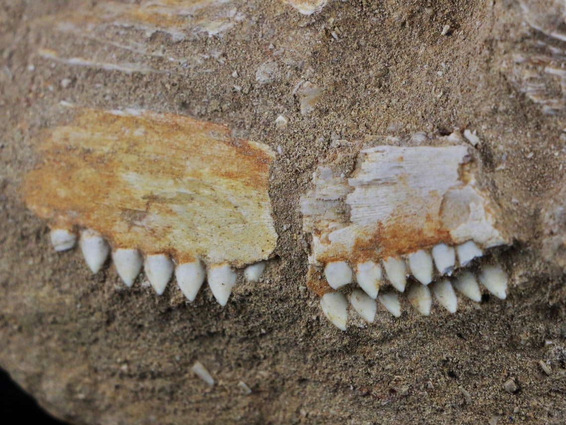 Rare Eutrichiurides Fossil Fish Jaw With Teeth Rows in Matrix Etsy