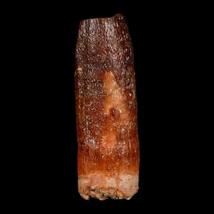 1.5&quot; Rebbachisaurus Sauropod Fossil Tooth Early Cretaceous Dinosaur Morocco Certificate Of Authenticity Free Display and Shipping