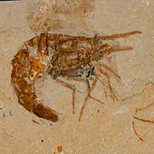 1.4インチの化石エビCarpopenaeus白亜紀1億年前のセノマニアン層レバノン産真正証明書付き送料無料