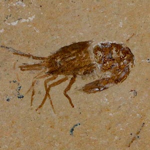 1.4インチの化石エビCarpopenaeus白亜紀1億年前のセノマニアン層レバノン産真正証明書付き送料無料