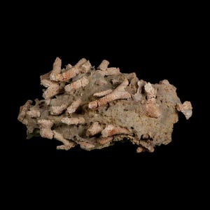 5.7" Thamnopora SP Coral Fossil Coral Reef Devonian Age Verde Valley,  Martin Formation, Verde Valley, Arizona