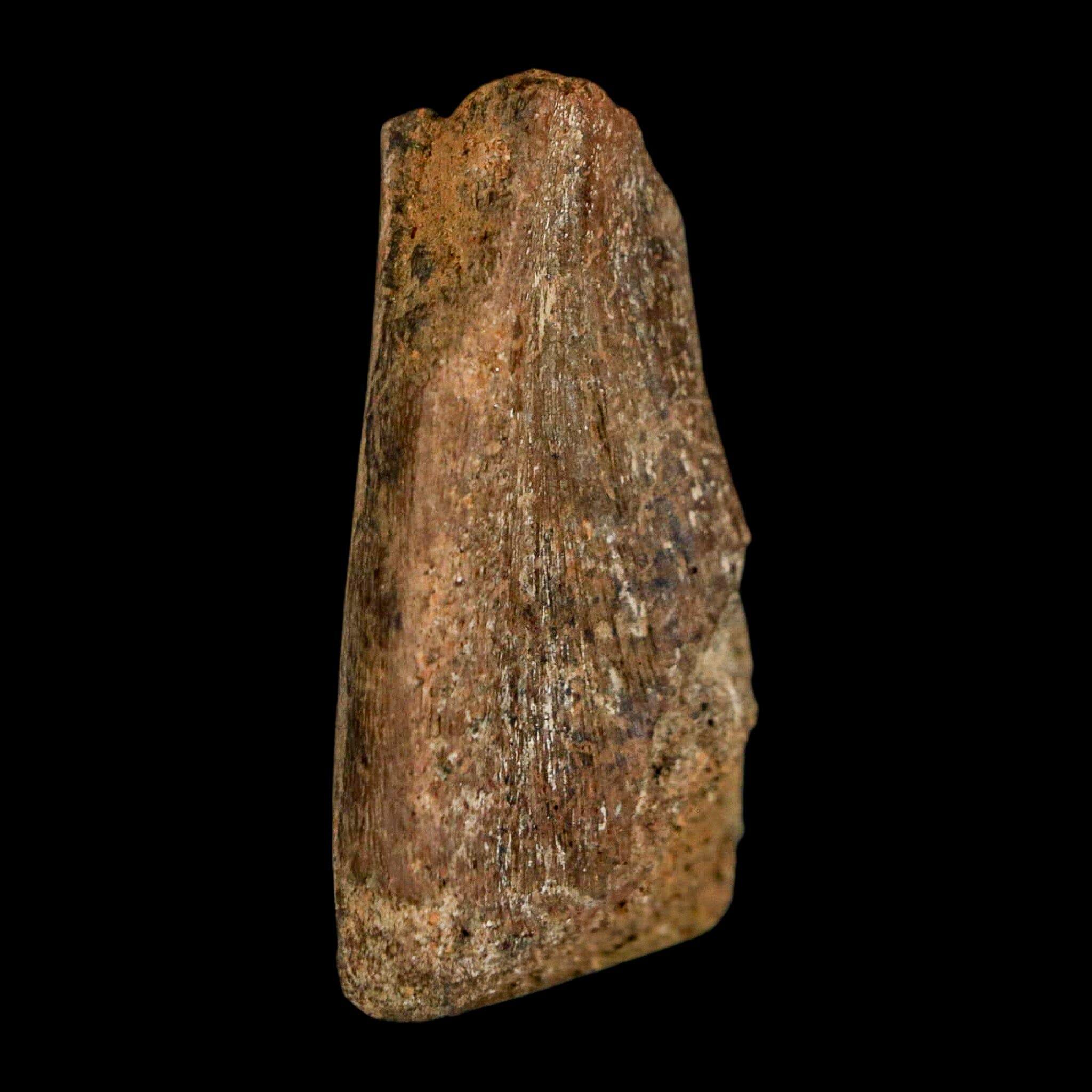 1.6インチ 幼体ハドロサウルス カモノハシ 恐竜化石 つま先骨 ランス