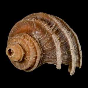 1.3 "Ecphora Gardnerae Gastropoden Fossil Muschel Lee Creek Biozön Epoche North Carolina Versand versandkostenfrei