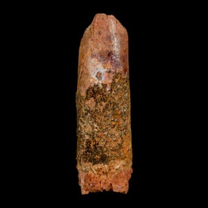 1.6&quot; Rebbachisaurus Sauropod Fossil Tooth Early Cretaceous Dinosaur Morocco Certificate Of Authenticity Free Display and Shipping