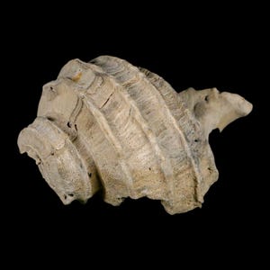 2.6 "Ecphora Gardnerae Gastropoden Fossil Muschel Lee Creek Biozön Epoche North Carolina Versand versandkostenfrei