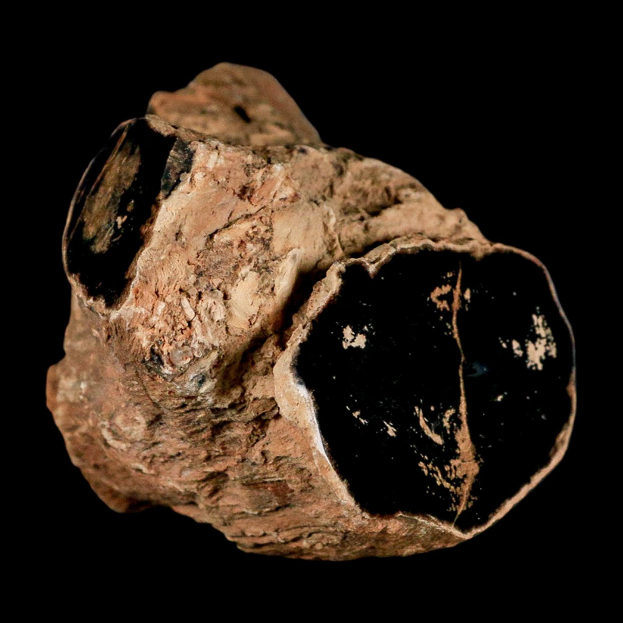 FossilAgeMinerals - Etsy 日本