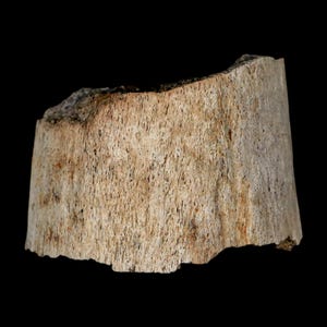 Könnte beinhalten: Ein Knochenabschnitt, hellbeige gefärbt, mit einer rauen, strukturierten Oberfläche. Der Knochen hat eine zylindrische Form mit einer gezackten Kante oben. Der Hintergrund ist tiefschwarz.