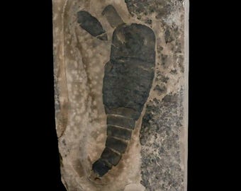 Eurypterus Sea Scorpion Fossil Eurypterid Silurian 420