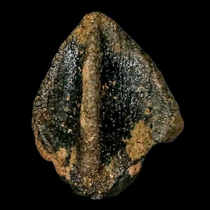XXL 1&quot; Triceratops Fossil Tooth Lance Creek Formation Cretaceous Dinosaur Wyoming Certificate Of Authenticity Free Stand and Shipping