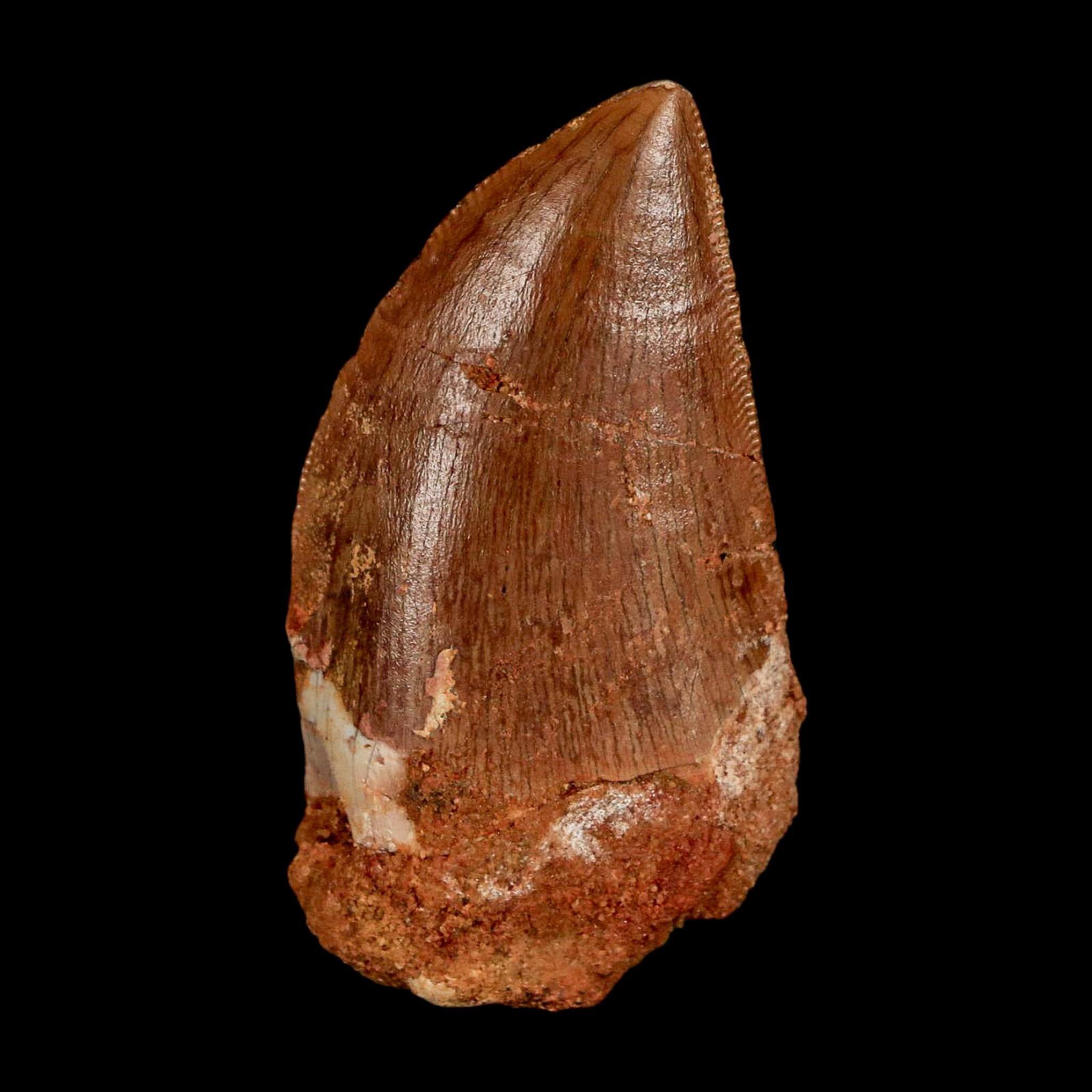 FossilAgeMinerals - Etsy 日本