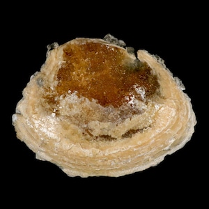 May include: A mineral specimen with a layered structure, resembling a shell. The outer layers are a creamy beige, with a translucent amber-brown centre. The specimen is set against a black background, highlighting its natural form and colours.