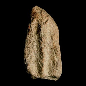 2.3&quot; Triceratops Fossil Jaw Maxilla Bone Lance Creek Formation Late Cretaceous Dinosaur Wyoming Certificate of Authenticity Free Shipping