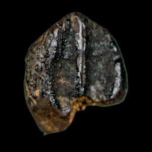 Può includere: Un dente fossilizzato con una superficie ruvida di colore marrone scuro e nero. L'oggetto presenta una prominente cresta verticale che corre lungo il centro, con un bordo irregolare alla base e una corona appuntita e usurata sulla sommità.