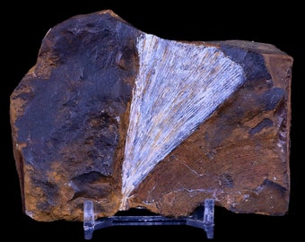 2.3" Detailed Ginkgo Cranei Fossil Plant Leaf Morton County, North Dakota Paleocene Age Certificate of Authenticity Free Shipping
