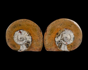 デボン紀ゴニアタイト化石：モロッコ産の鉱化アンモナイト - Etsy 日本