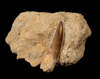 1.7" Plesiosaur Zarafasaura Tooth Fossil In Matrix Cretaceous Dinosaur Era Khouribga Morocco Certificate of Authenticity Free Shipping