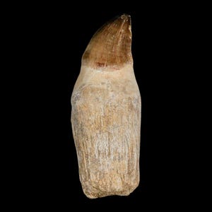 XL 4.1&quot; Mosasaur Prognathodon Fossil Tooth Rooted Cretaceous Dinosaur Era Oued Zem Morocco Certificate of Authenticity Free Shipping