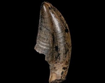 1&quot; Tyrannosaur Serrated Fossil Tooth Late Cretaceous Dinosaur Judith River FM Montana Certificate of Authenticity Free Display Free Shipping