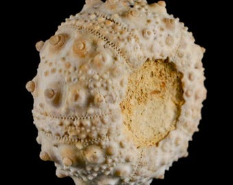 32MM Detailed Fossil Goniopygus Sp Sea Urchin Echinoid Cretaceous