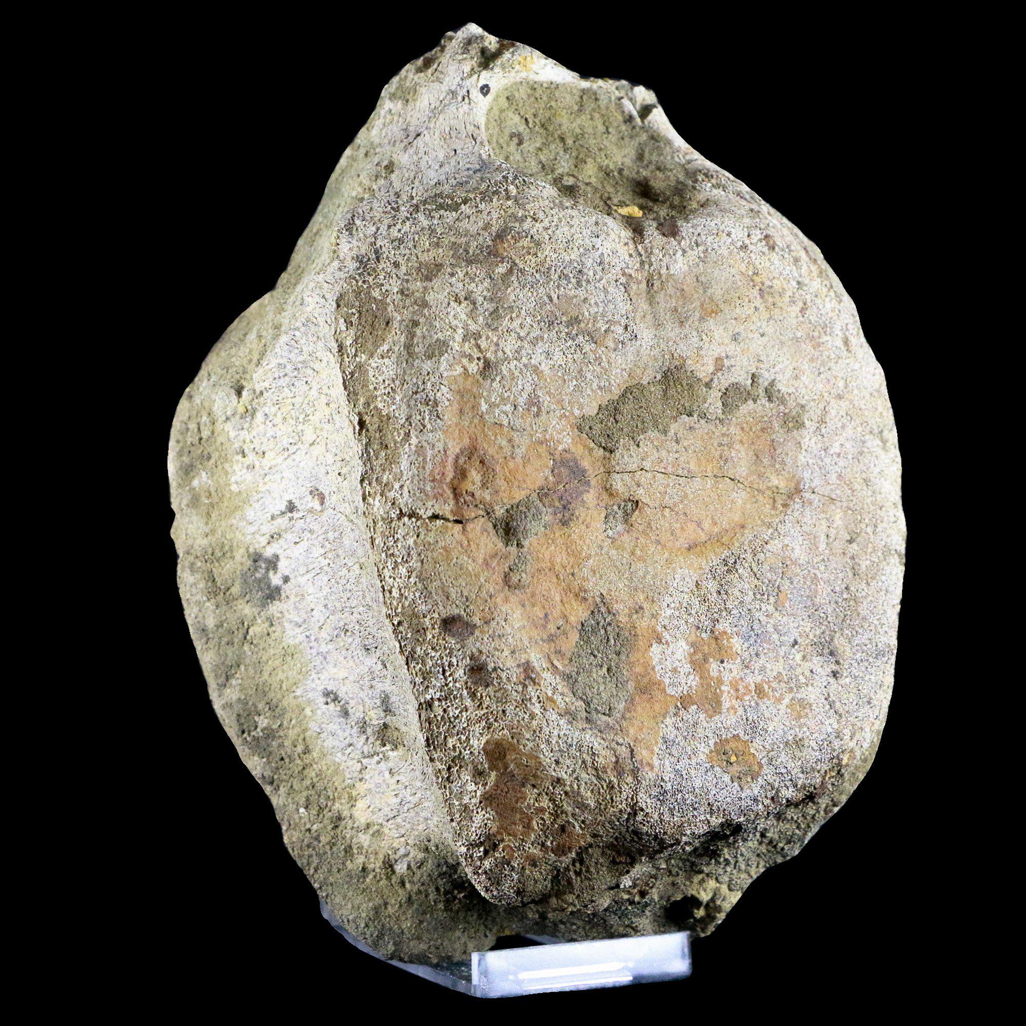 5.5インチ エドモントサウルス 化石 椎骨標本 ランスクリーク 白亜紀