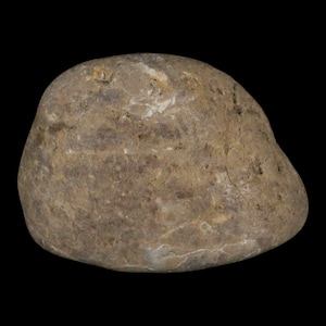 2.8&quot; Sauropod Dinosaur Stomach Stone Gastrolith Rock Gizzard Stone Cloverly Formation Montana Certificate of Authenticity Free Shipping
