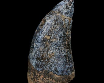 FossilAgeMinerals - Etsy 日本