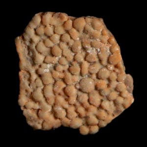 May include: A fossilized specimen featuring a dense, irregular cluster of small, rounded, tan-colored protrusions. The surface texture is bumpy and organic, with a light beige to brownish coloration throughout the entire mineralized structure.