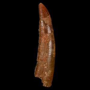 1.2&quot; Pterosaur Coloborhynchus Fossil Tooth Upper Cretaceous Kem Kem Basin Morocco Certificate Of Authority Free Display and Free Shipping