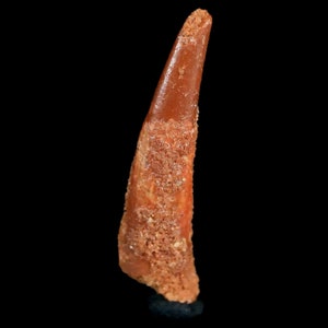 0.9 Pterosaur Coloborhynchus Fossil Tooth Upper Cretaceous Kem Kem Basin Morocco Certificate Of Authority Free Display and Free Shipping