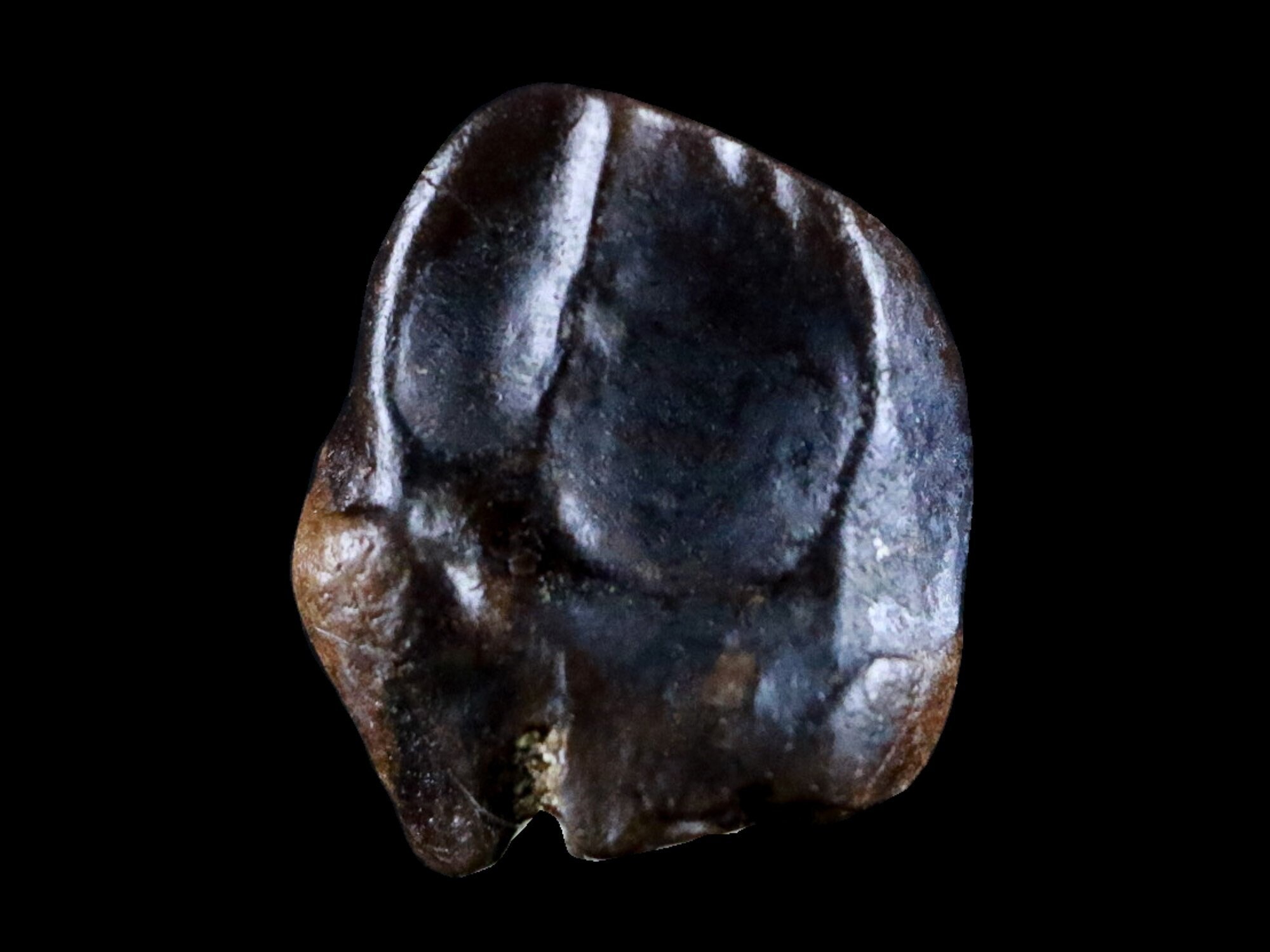 centrosaurus fossil