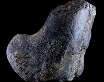 7" Hypacrosaurus Dinosaur Fossil Femur Bone Two Medicine Formation Montana Cretaceous Dinosaur Certificate of Authenticity Free Shipping
