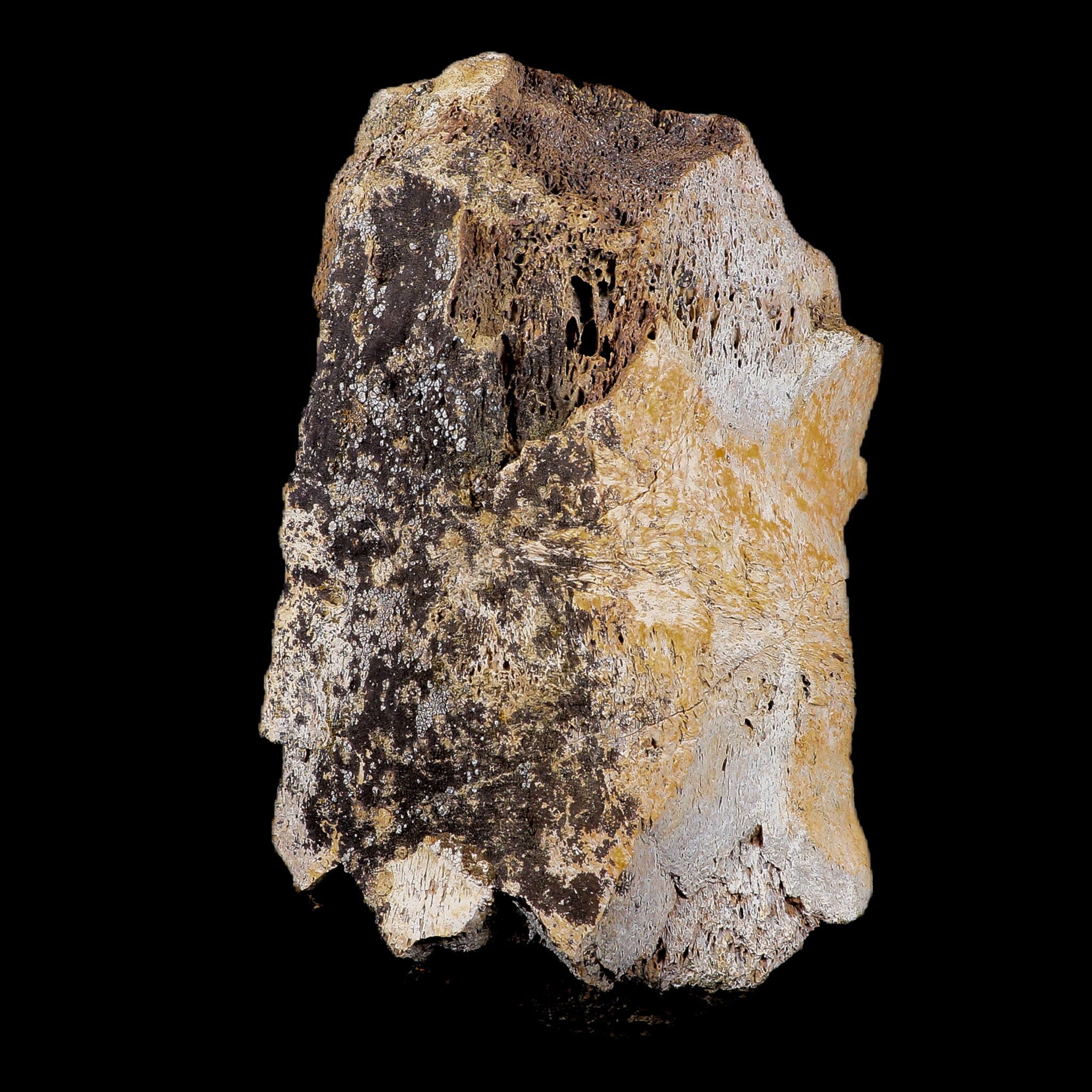 6.5インチ トロサウルス 骨髄化石 ランスクリーク層 白亜紀