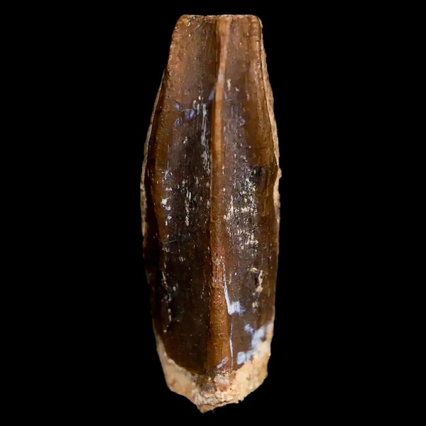 0.8" Lambeosaurus Fossil Tooth Judith River Formation Montana Cretaceous Dinosaur Certificate Of Authenticity Free Stand and Free Shipping