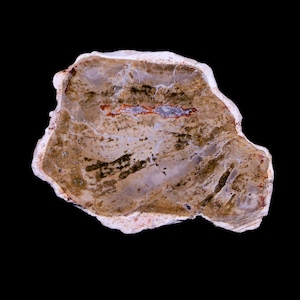 Branche de bois fossilisé poli pétrifié de 5 cm, Madagascar, vieille de 66 à 225 millions d&#39;années, livraison gratuite