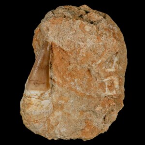 2.1&quot; Mosasaur Prognathodon Fossil Tooth Rooted In Matrix Cretaceous Dinosaur Era Oued Zem Morocco Certificate of Authenticity Free Shipping