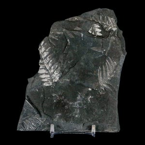 4.7&quot; Alethopteris Fern Plant Leaf Fossil Carboniferous Age Llewellyn Formation ST Clair, COA Free Stand and Shipping