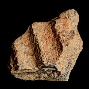 1.8&quot; Triceratops Fossil Jaw Maxilla Bone Lance Creek Formation Cretaceous Dinosaur Wyoming Certificate of  Authenticity Free Shipping