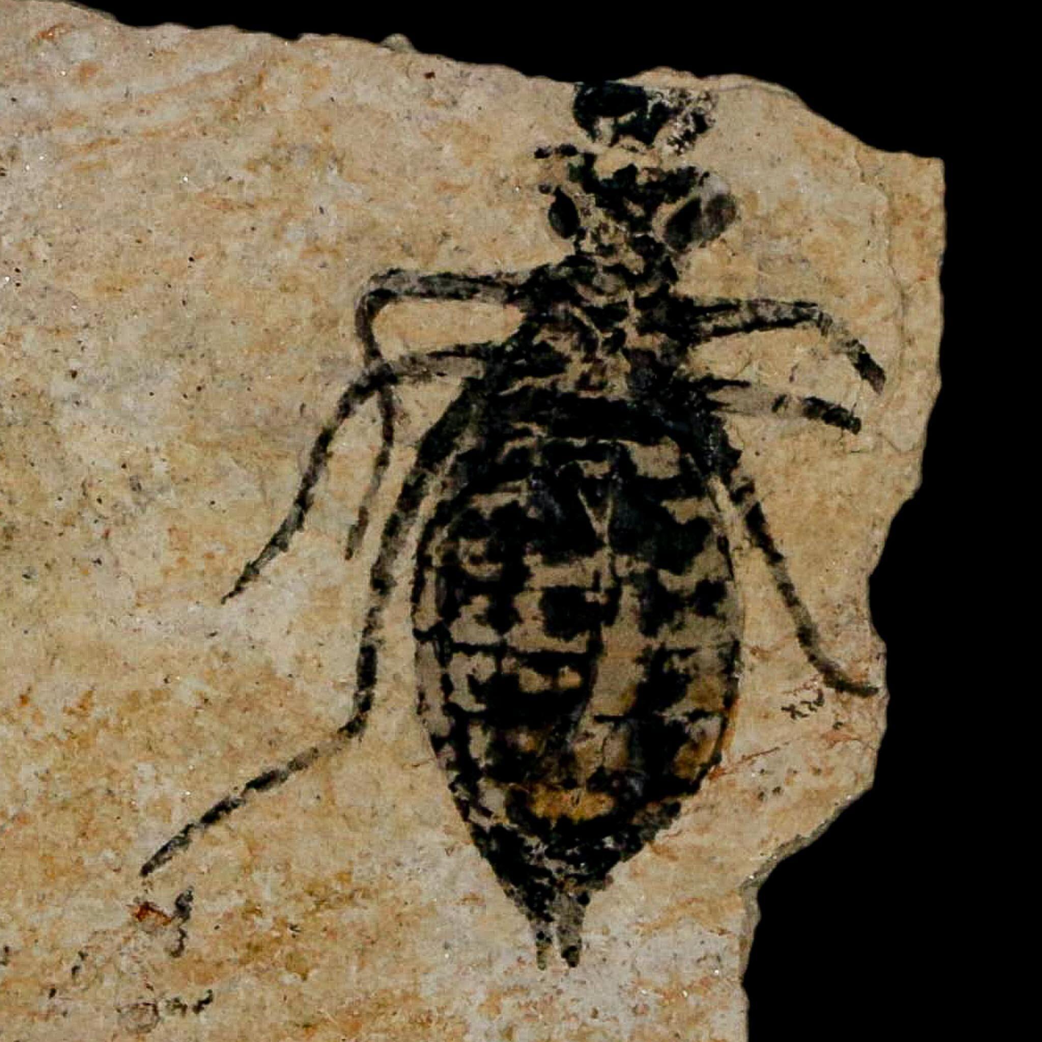0.7 インチ トンボ幼虫化石 Libellula Doris プレート 上部中新世