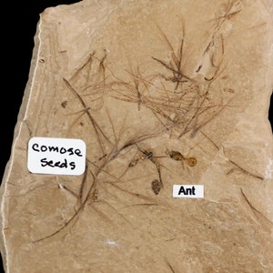 Detailed Fossil Comose Seeds And Ant Insects Green River Formation Uintah County Utah Eocene Age Free Shipping