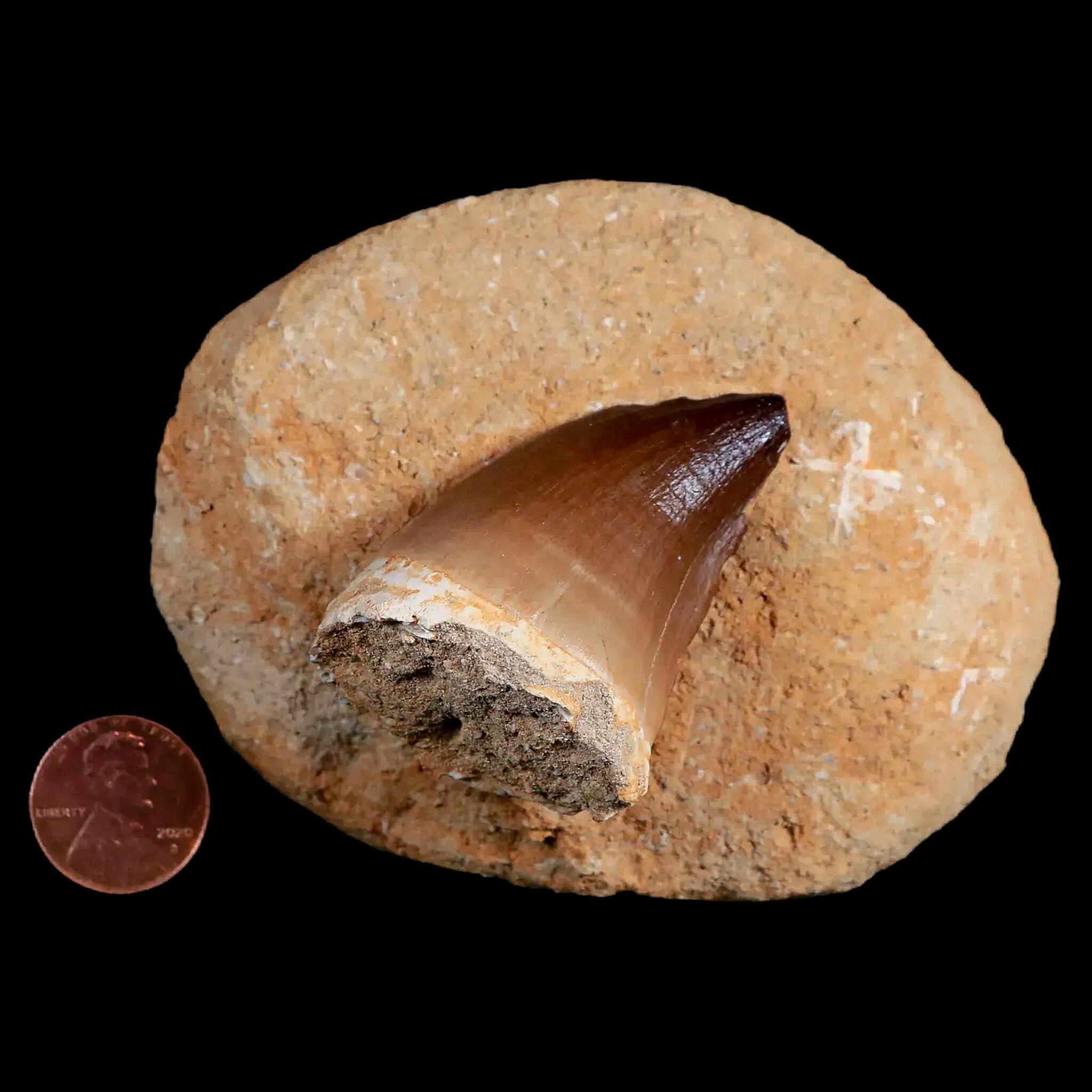 プレミアム品質 モササウルス プログナトドン歯化石 大サイズ 5cm プレミアム品質 モササウルス プログナトドン歯化石 大サイズ 5cm