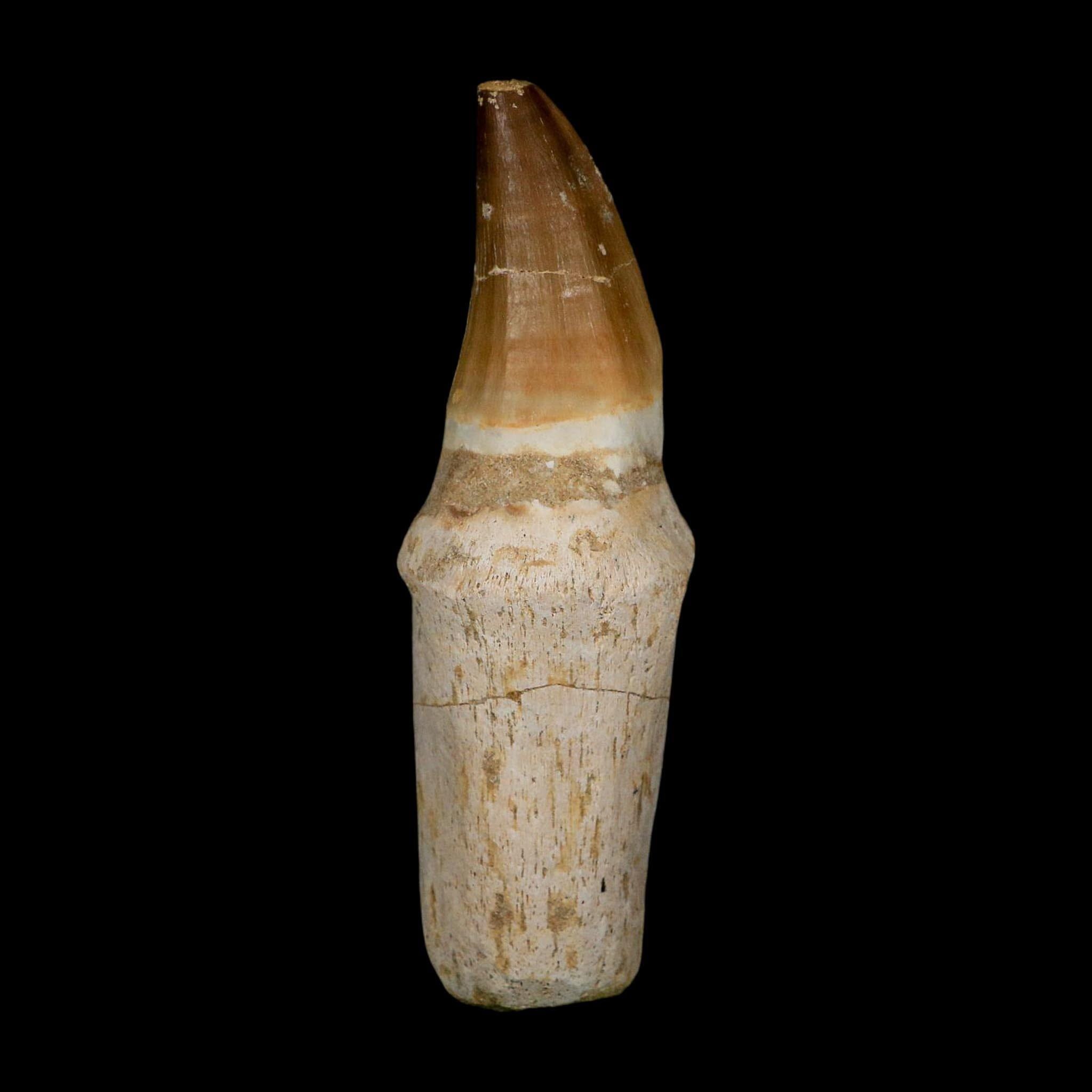 FossilAgeMinerals - Etsy 日本